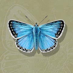 Fototapeta na wymiar Chalk Hill Blue Butterfly hand-drawn illustration on embossed background
