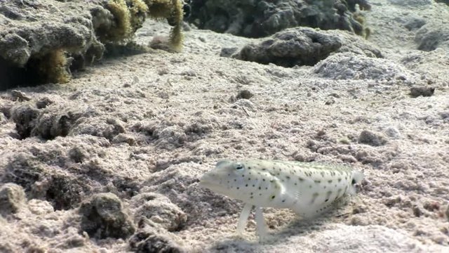 Speckled Sandperch fish is sitting motionless on seabed underwater Red sea. Relax video about Pinguipedidae in marine nature of Egypt.