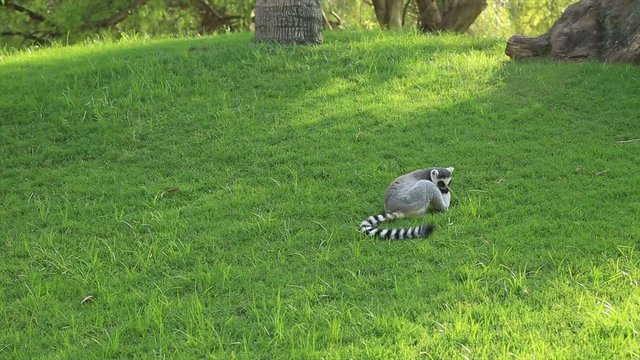 Ring tailed lemur resting on a lawn