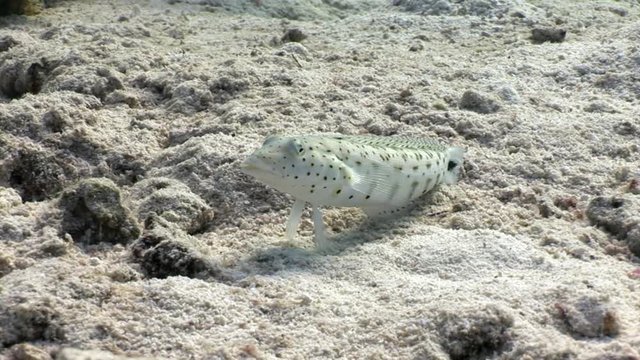 Speckled Sandperch fish is sitting motionless on seabed underwater Red sea. Relax video about Pinguipedidae in marine nature of Egypt.