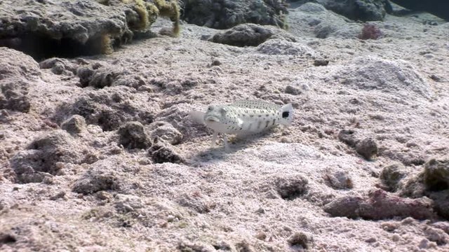 Speckled Sandperch fish is sitting motionless on seabed underwater Red sea. Relax video about Pinguipedidae in marine nature of Egypt.
