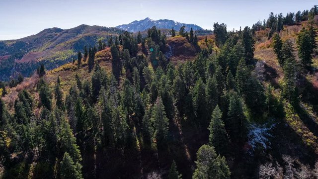 Aerial view of forest moving past pine and aspen trees in the Fall vewing the landscape layers, 2 of 2.