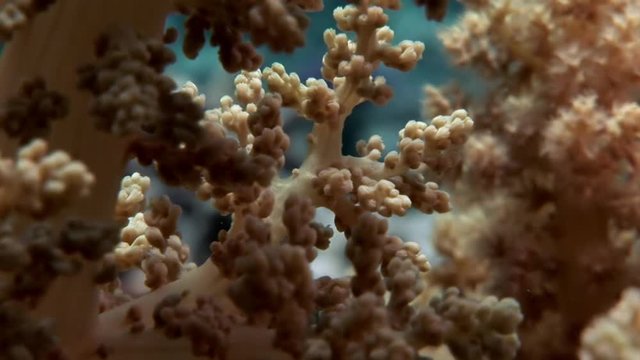 Coral underwater of Red sea. Bright marine nature on background of beautiful lagoon.