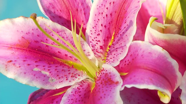 Closeup of lily, stargazer flower