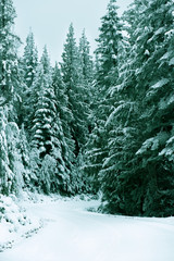 Idaho Panhandle National Forest