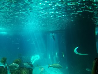 Fototapeta premium underwater