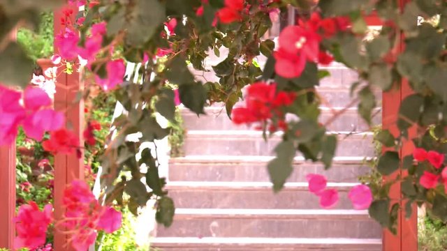 Bougainvillea flowers beautiful in the wind 4K [3 clips] - by HDFILM.IT
