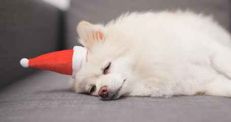 Fototapeta premium Lovely Pomeranian dog lying on sofa with Santa Claus hat