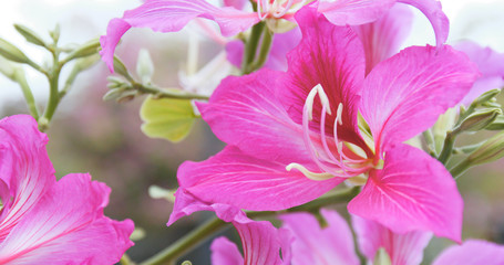 Fototapeta na wymiar Bauhinia flower in garden