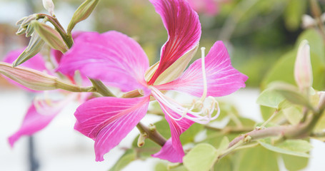 Pink bauhinia flower close up