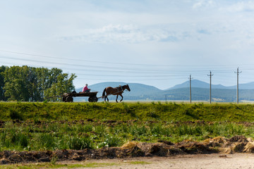 Rural landscape. Tranquility.Horse.Cart. Space.Siberian expanse. A woman riding in a cart.