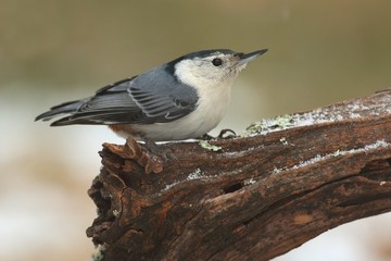 White-breasted Nuthatch (sitta carolinensis) in snow