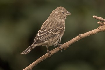 Female house finch 1