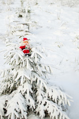 toy Santa Claus sitting on snowy spruce branches