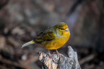 Yellow bird