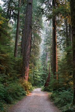 View of footpath passing through forest