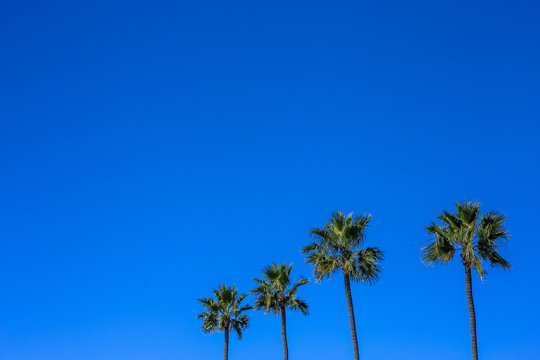 Minimalistic image of four palm trees, blue vivid sly in background. Sunny day in Encinitas, San Diego County, California.