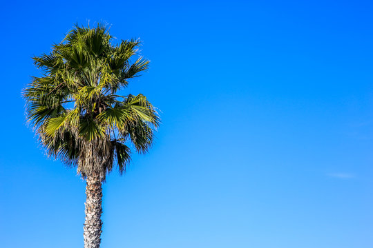 One palm tree with negative space. Sunny vivid color image for vacation journey or tourism company.