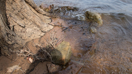 Early spring forest with small  of lake