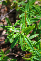 Closeup of labrador tea leaves in the forest