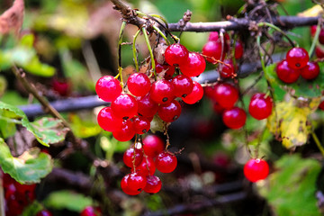 A bunch of red currants hanging on a branch