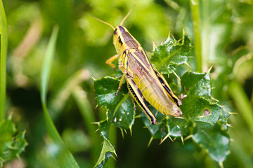 Closeup of the back and wings of a grasshopper