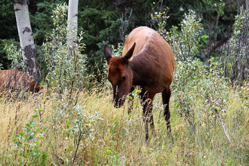 A mature female elk grazes on grass