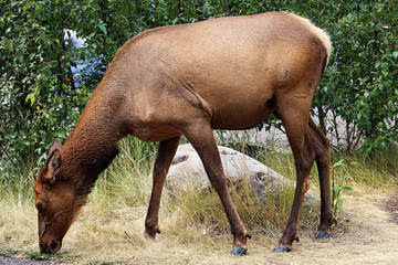 Naklejka na ściany i meble A mature female elk grazes on grass