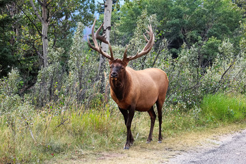 Naklejka na ściany i meble A majestic bull elk shows off his antlers