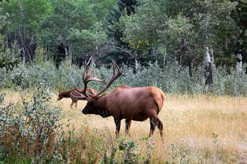A bull elk protecting his heard in a meadow