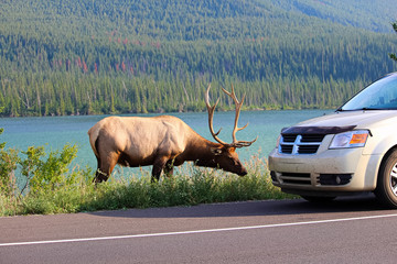 A elk bull along the highway as tourist vehicles stop dangerously close to it