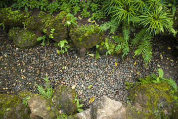 Beautiful tropical garden / Landscaping with tropical plants