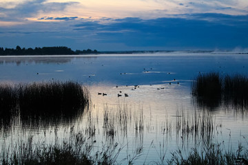 Ducks swimming as morning mist rises off a lake