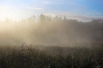 Morning mist rising off of marsh cattails