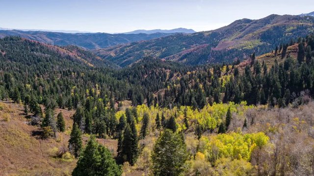 Flying over oak brush revealing forest of pine and yellow aspen trees in the Fall on rolling hills.