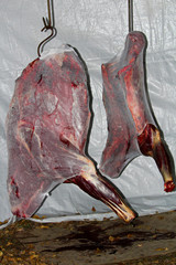 The front quarters of a moose wrapped and hung