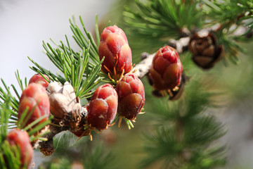 Macro view of branches with young tamarack cones