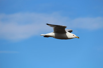 A seagull flying against a blue cloudy sky
