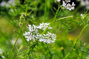 Closeup of cilantro blossoms in the garden