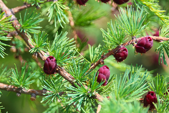 Closeup view of branches with young tamarack cones