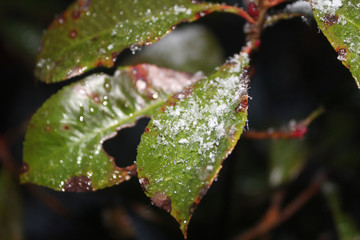 Light snow on leaf.