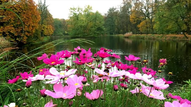 Flowers on beautiful lake 4K [4 clips, spring and autumn] - by HDFILM.IT