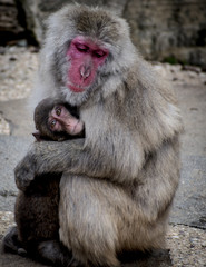 Macaque monkeys