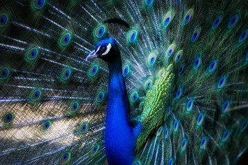 Obraz premium Peacock