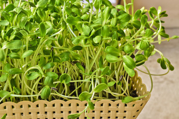 Naklejka premium Green sunflower sprout growing from seed in basket at home