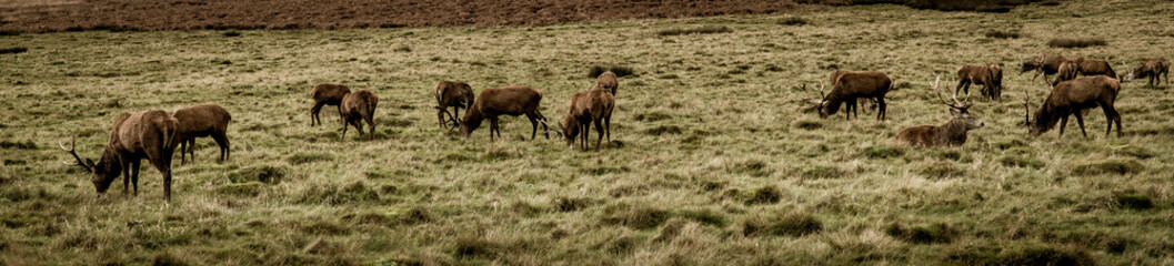 Richmond Park - London
