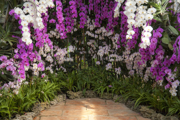 Tropical Orchid Garden / Landscaping with tropical plants 
