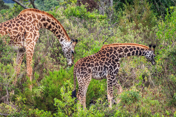 A mother giraffe is behind her baby giraffe beginning to nudge the baby forward. The two are in the bush with many trees and bushes on their sides and behind them.