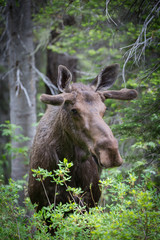 Cow Moose in forest close up portrait