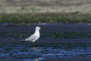 ズグロカモメ幼鳥(Saunders's gull)